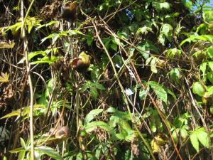 IMG_5350.jpg